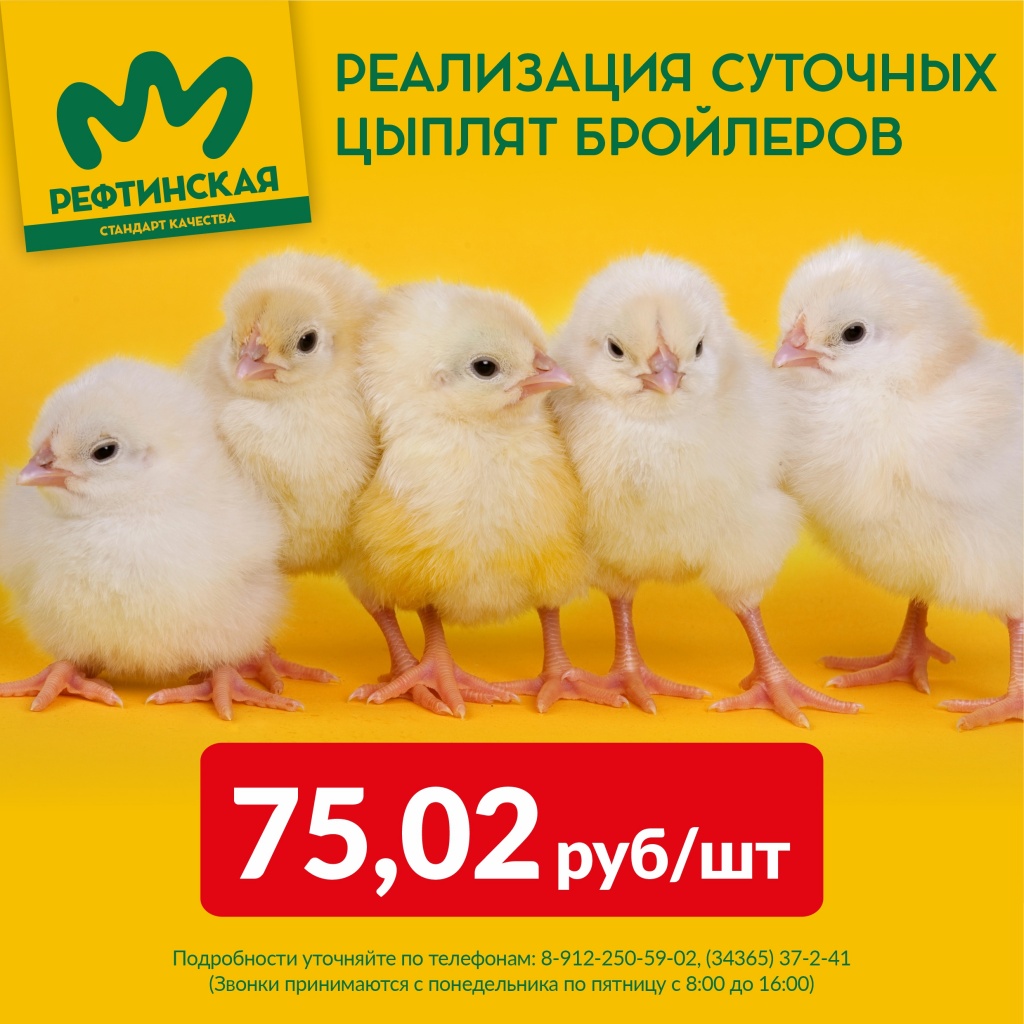 Объявление на сайт Реализация цыплят 1.jpg